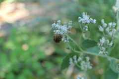 Orsilochides stictica