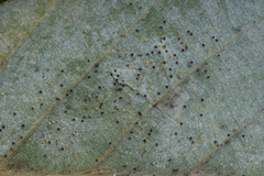 Phyllactinia orbicularis