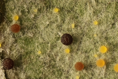 Phyllactinia orbicularis