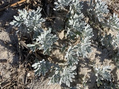 Artemisia stelleriana