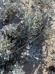 Artemisia stelleriana