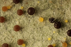 Phyllactinia orbicularis