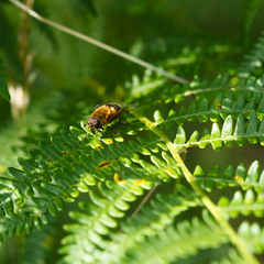 Eristalis similis
