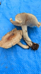Gerhardtia foliicola