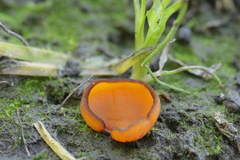 Melastiza cornubiensis