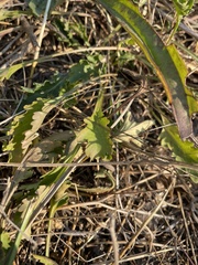 Rumex crispus
