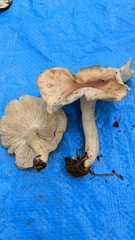 Gerhardtia foliicola
