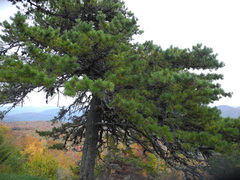 Pinus pungens