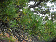 Pinus pungens