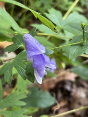 Aconitum uncinatum