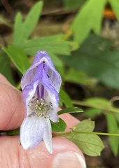 Aconitum uncinatum