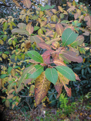 Viburnum prunifolium