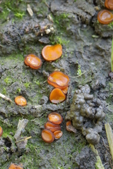 Melastiza cornubiensis