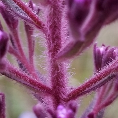 Carphephorus paniculatus