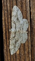 Anavitrinella pampinaria