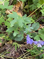 Aconitum uncinatum