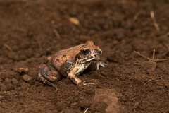 Tomopterna natalensis