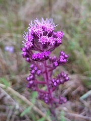 Carphephorus paniculatus