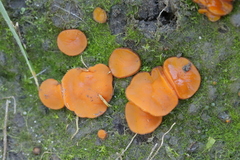 Melastiza cornubiensis