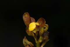 Eulophia parviflora