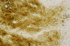 Melastiza cornubiensis