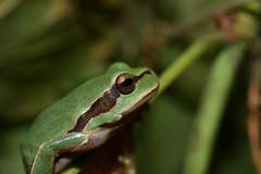 Hyla orientalis