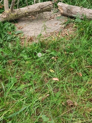 Taraxacum