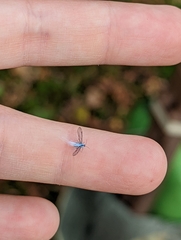 Prociphilus tessellatus