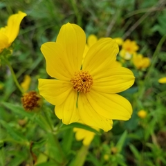 Bidens laevis