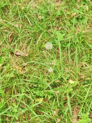 Taraxacum