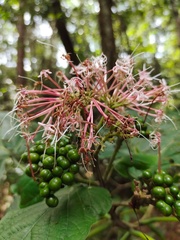 Clerodendrum colebrookianum