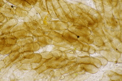 Melastiza cornubiensis