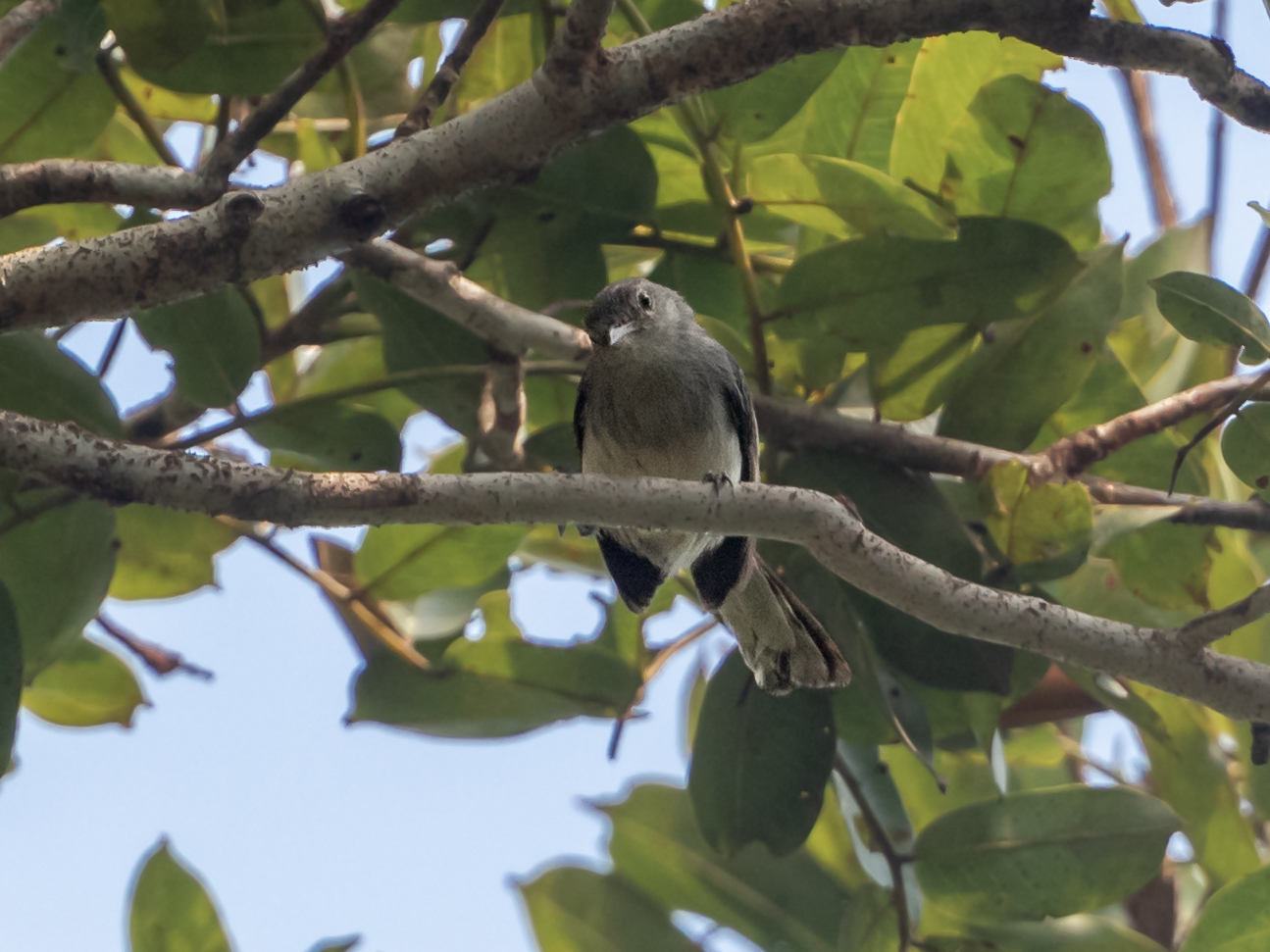 Inambari Gnatcatcher illustration