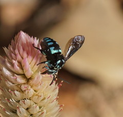 Thyreus nitidulus