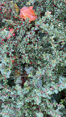 Cotoneaster horizontalis