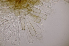 Melastiza cornubiensis