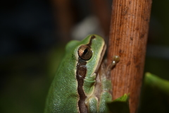 Hyla orientalis