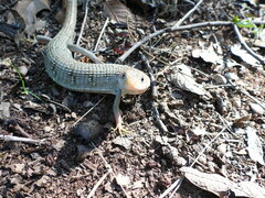 Gerrhonotus infernalis