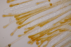 Melastiza cornubiensis