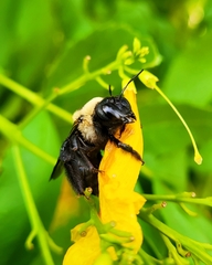Xylocopa virginica texana