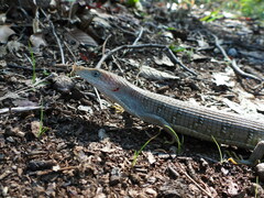 Gerrhonotus infernalis