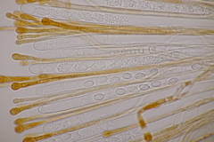 Melastiza cornubiensis