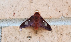 Anisota virginiensis