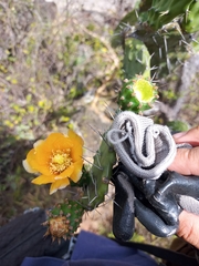 Opuntia decumbens