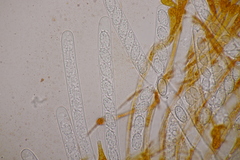 Melastiza cornubiensis