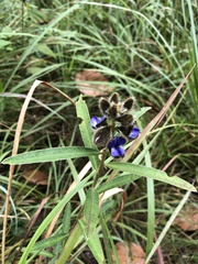 Crotalaria sessiliflora