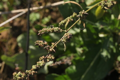 Atriplex intracontinentalis