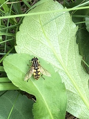 Helophilus pendulus