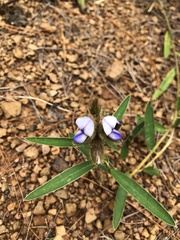Crotalaria sessiliflora