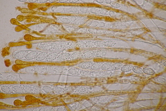 Melastiza cornubiensis